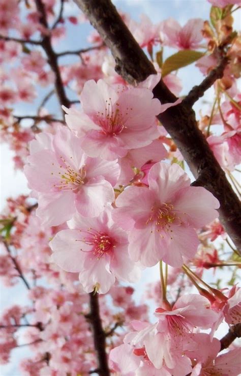 Sakura Sakura Cherry Blossom Japanese Cherry Blossom Beautiful Flowers