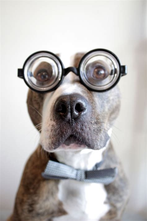 Dog With Glasses Pitbull Pitbulls