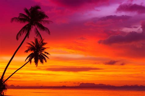 Palm Trees Tropical Beach Beautiful Red Sky Ocean Nature Landscape Scenery Sunset Clouds Trees