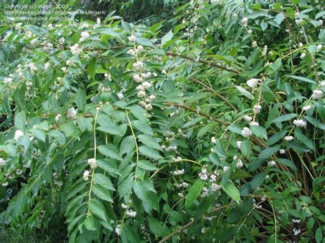 Plantfiles Pictures Callicarpa Species Beauty Berry White