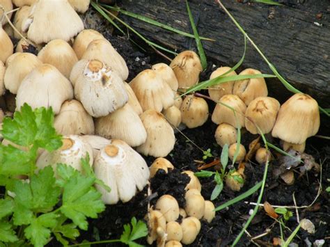 Where Do Psychedelic Mushrooms Grow In Ohio Wsmbmp