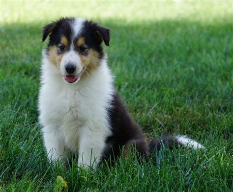 Akc Registered Lassie Collie For Sale Fredericksburg Oh Female Oriol