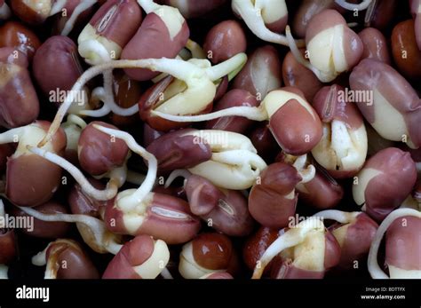 Adzuki Bean Sprouts Hi Res Stock Photography And Images Alamy