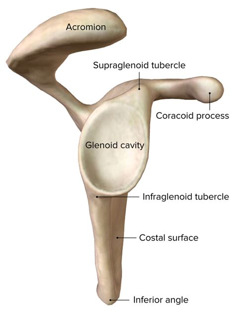 The Lateral View Of The Right Scapula Medical Anatomy Human Anatomy