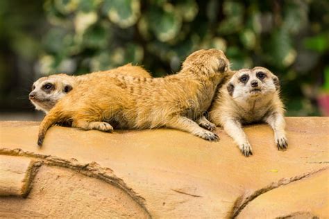 A Meerkat Is Resting On The Hot Sand Stock Photo Image Of Nature