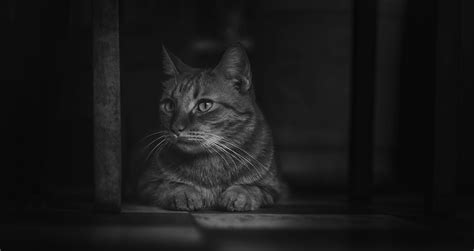 Domestic Animals Cat Animal Photography 4k Whiskers Depth Of Field