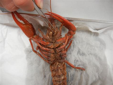 Crayfish External Anatomy Anatomy Book
