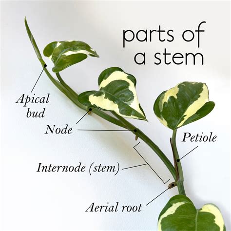 What Are The Parts Of A Stem Lovethatleaf