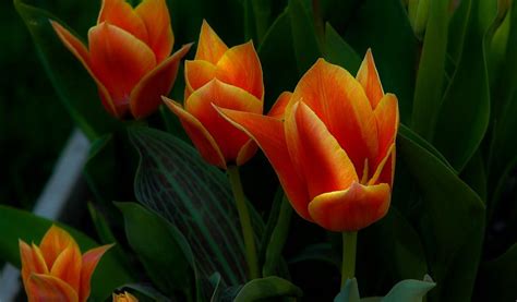 Beautiful Orange Tulips Spring Flowers Wallpaper Download 1024x600