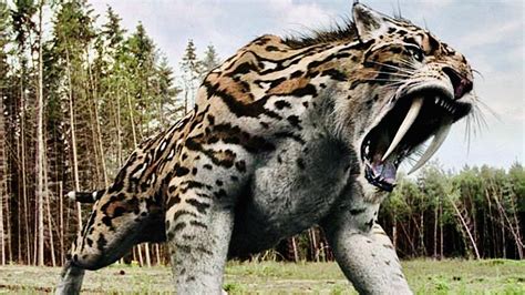 Saber Tooth Tiger Prehistoric Predator Full Documentary Video