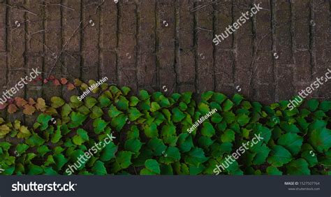 Climbing Ivy Green Ivy Plant Growing Stock Photo 1527507764 Shutterstock