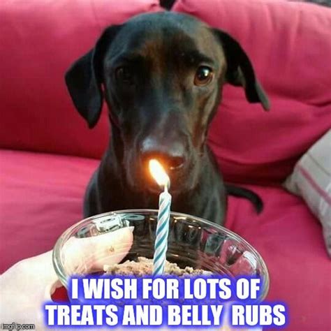 Dog Birthday Meme Birthday Wishbirthdaybirthday