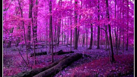 999 Pink Nature Backgrounds đẹp Thanh Tao