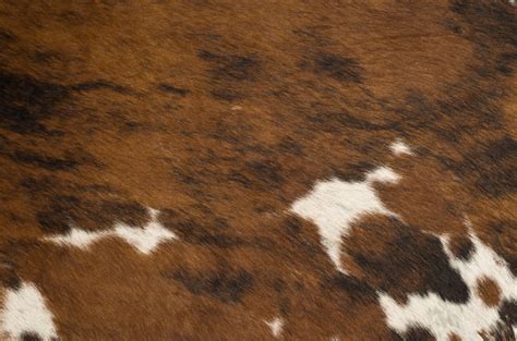 Texture Of Brown Cattle Stock Photo Download Image Now Backgrounds