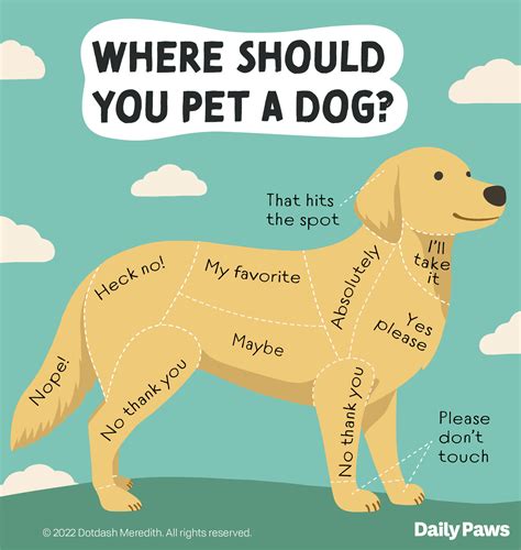 How To Pet A Dog And How To Tell When You Shouldnt Daily Paws We
