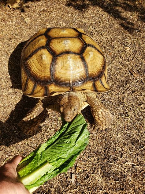 African Spurred Tortoise Reptiles For Sale Cedar Park Tx 310317