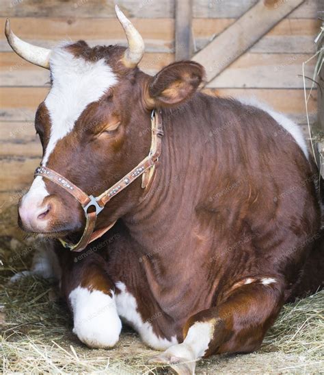 Cow Laying Down In Straw And Sleep Photo By Natabuena On Envato