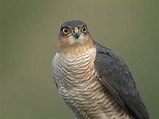 Sparrowhawks in Scottish cities fare better than rural counterparts ...