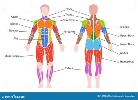 Anatomy Of Male Muscular System Royalty Free Stock Photography