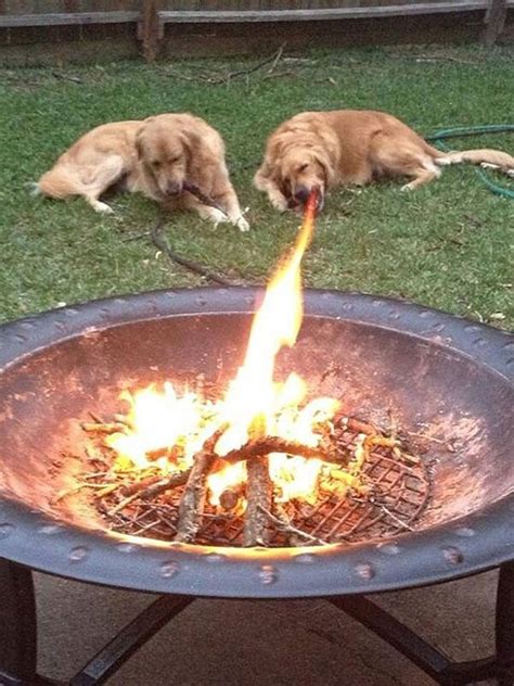 Fire Breathing Dog Meme Guy