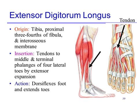 Extensor Digitorum Longus Muscle Anatomy Massage Therapy