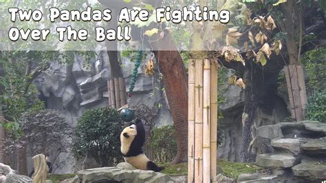 Two Pandas Are Fighting Over The Ball Ipanda Youtube