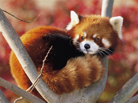 Help Save The Red Panda