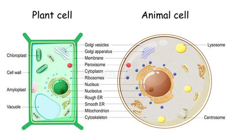Plant Cell And Animal Cell Structure Stock Vector Illustration Of