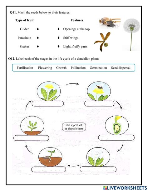 Https://tommynaija.com/worksheet/life Cycle Of A Flowering Plant Worksheet