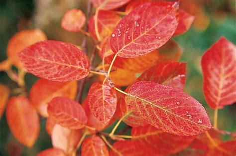 Top Trees For Colorful Fall Foliage Garden Design