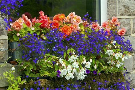 32 Beautiful Ideas Cascading Flowers For Window Boxes 33 Balcony