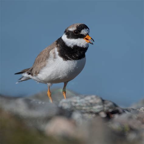 Dsc7565 Edit Ringed Plover Shetland Scotland Vikingexplorer Flickr