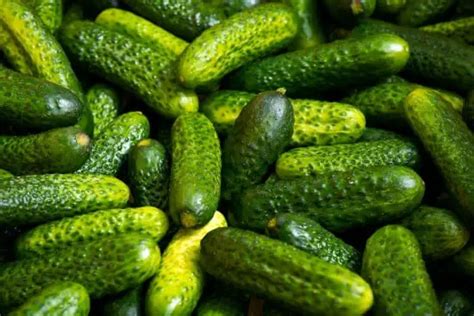 Common Causes Of Spiky Cucumbers Greenthumbsguide