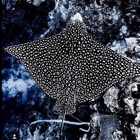 Wildlife Wednesday Beautiful Spotted Eagle Ray From