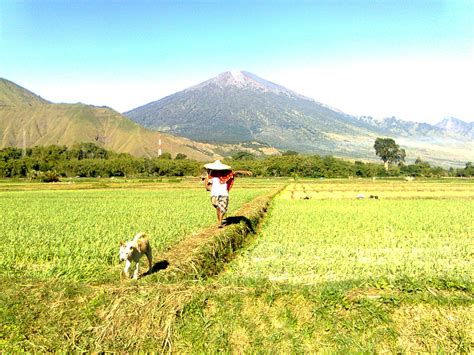 More images for pemandangan kampung » SAWAH RINJANI | kampung rinjani