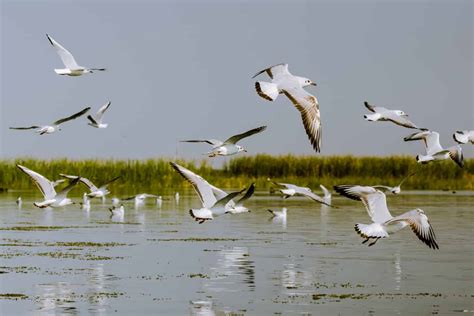 15 Bird Sacntuaries Around Delhi Bird Sanctuary Near Delhi Treebo