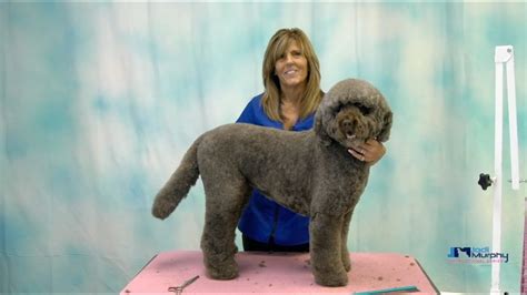 How to groom a labradoodle. Learn How to Groom a Labradoodle Dog with Curly Coat - YouTube
