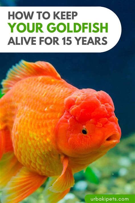 How To Keep Your Goldfish Alive For 15 Years Urbaki Pets