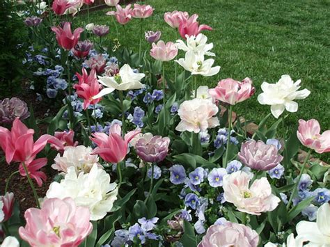 Memorial Garden Double Tulips Amazingly Beautiful Tulips Flickr