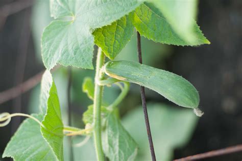 As vining plants, cucumbers are natural climbers with tendrils designed trellises save space. 1-2-3 Done!™ Cucumber Trellis - P. Allen Smith