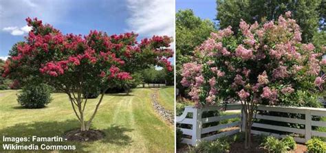 Crape Myrtle Care And Plant Growing Guide With Pictures 2023