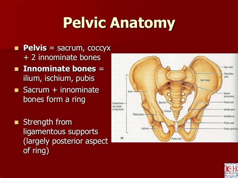 Pelvis Acetabulum Anatomy Imaging Classification