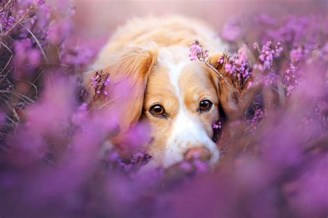 Cute Dog In Flowers Hd Animals 4k Wallpapers Images