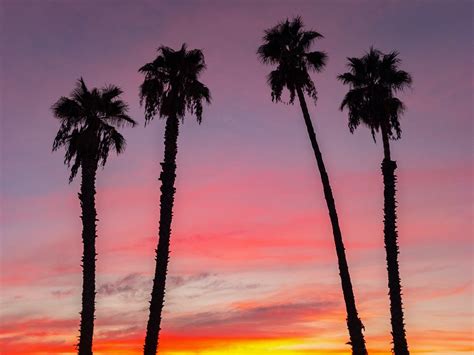 Sunset In Burbank California Palm Trees Against The Sunset Flickr