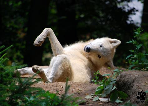 White Wolf Photos Beautiful Wolf Pups They Are The