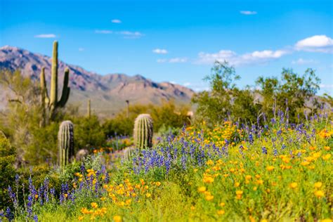 Best Places To See Wildflowers In Arizona Via