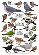 British Garden Birds Identification Chart and Illustration - Etsy UK