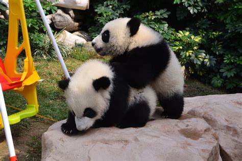 Macao Giant Panda Pavilion And Pavilion Of Rare Animals Macao