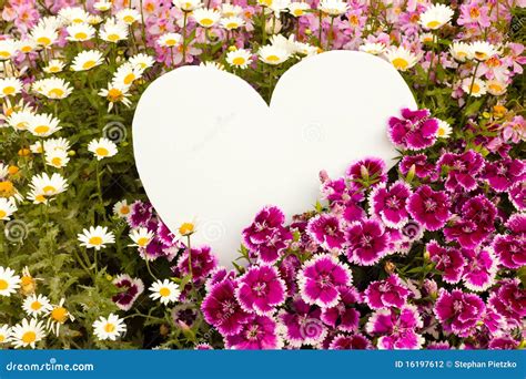Flower Greetings From Heart Stock Photo Image Of Bush Dianthus 16197612