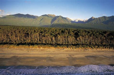 Aerial Of Coastal Rimu Forest With Mountains In The Background The